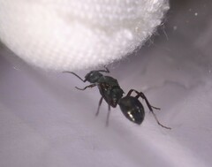 Polyrhachis lydiae