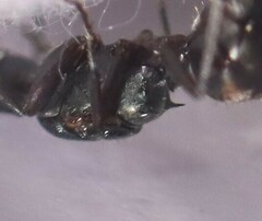 Polyrhachis lydiae