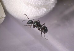 Polyrhachis lydiae