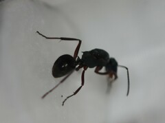 Polyrhachis lydiae