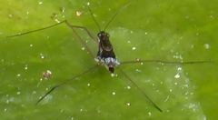 Limnogonus