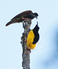 Twelve-Wired Bird-Of-Paradise photo 4