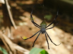Argiope modesta