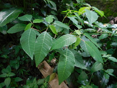 Euphorbia pulcherrima