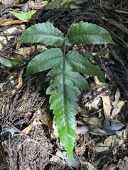 Stegnogramma wilfordii