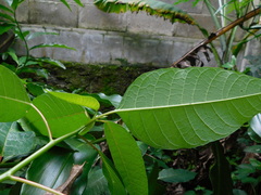 Euphorbia pulcherrima