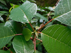 Euphorbia pulcherrima