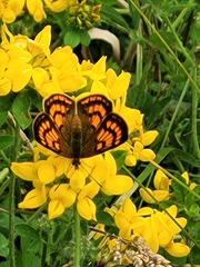 Lycaena edna
