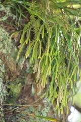 Phlegmariurus