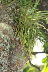 Phlegmariurus