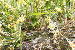 Earina mucronata