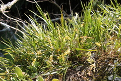 Earina mucronata