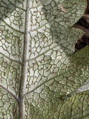 Stegnogramma wilfordii