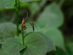 Armigeres subalbatus