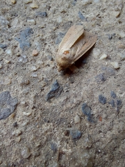 Mythimna convecta