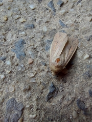 Mythimna convecta