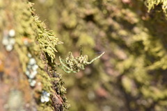 Araneus seminiger