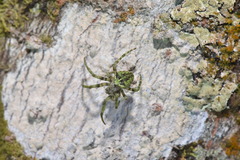 Araneus seminiger