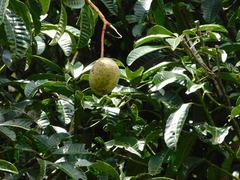 Mangifera foetida
