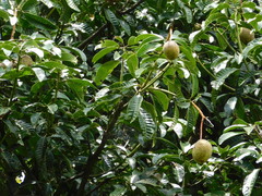 Mangifera foetida