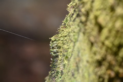 Araneus seminiger