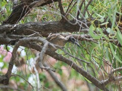 Philemon buceroides