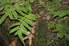 Blechnum procerum
