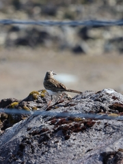 Anthus novaeseelandiae