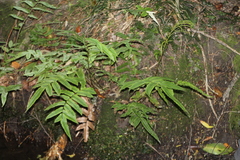 Blechnum procerum