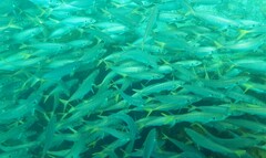 Trachurus novaezelandiae