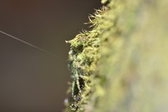 Araneus seminiger