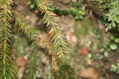 Phlegmariurus