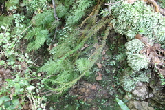 Phlegmariurus