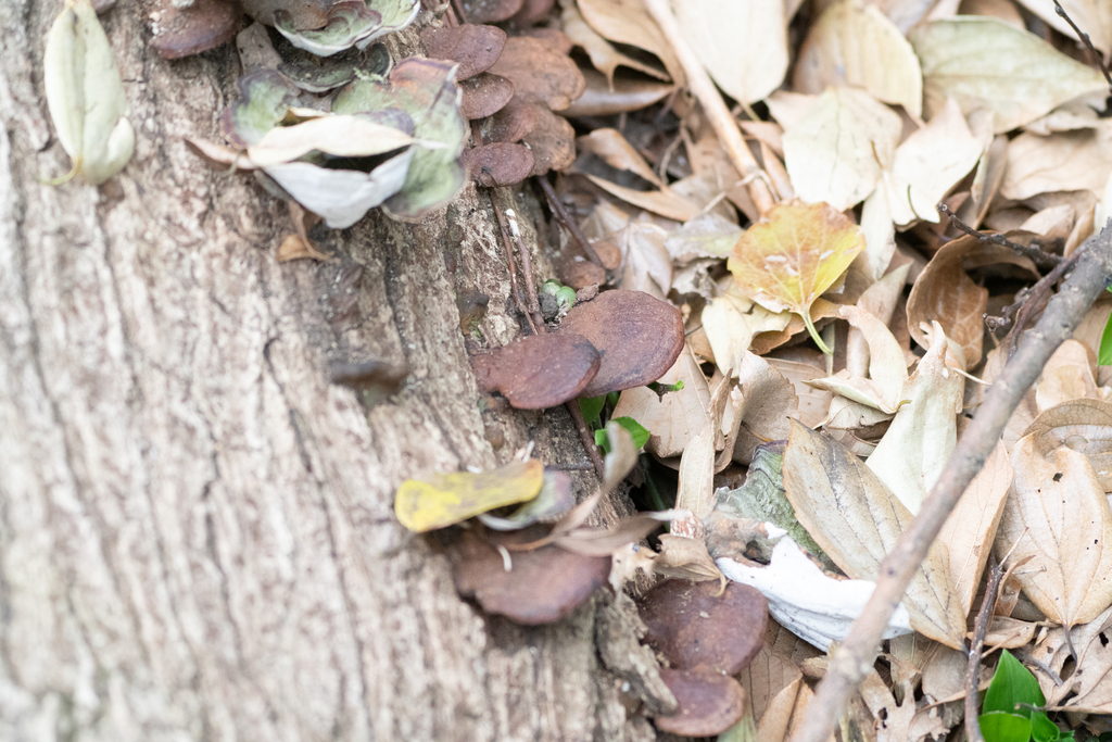 Fuscoporia gilva · December 2022 · photo: © tbc_watanabe (iNaturalist, cc-by)