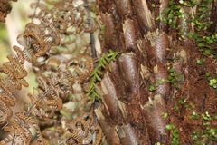 Tmesipteris