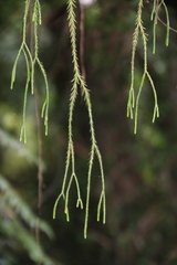 Phlegmariurus