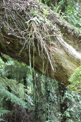 Phlegmariurus