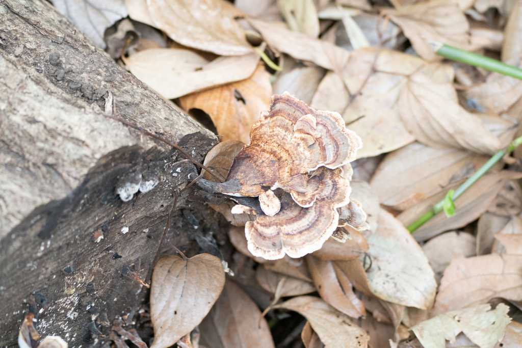 Microporus affinis · December 2022 · photo: © tbc_watanabe (iNaturalist, cc-by)