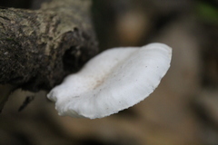 Oudemansiella australis