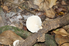 Oudemansiella australis