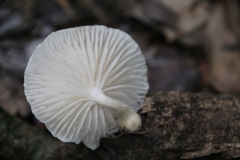 Oudemansiella australis