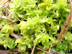 Sphagnum denticulatum