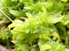 Sphagnum denticulatum