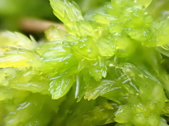 Sphagnum denticulatum