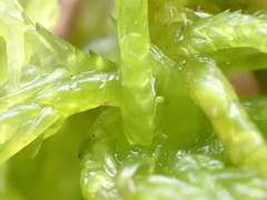 Sphagnum denticulatum