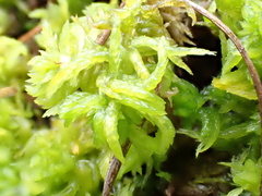 Sphagnum denticulatum