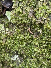 Frullania dilatata