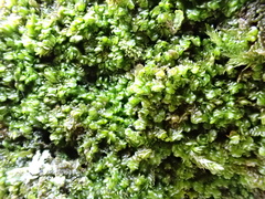 Frullania dilatata