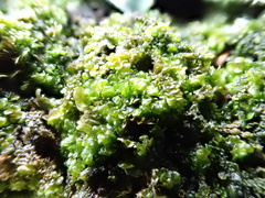Frullania dilatata