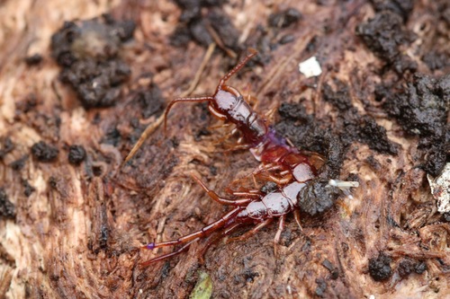 Lithobius pilicornis